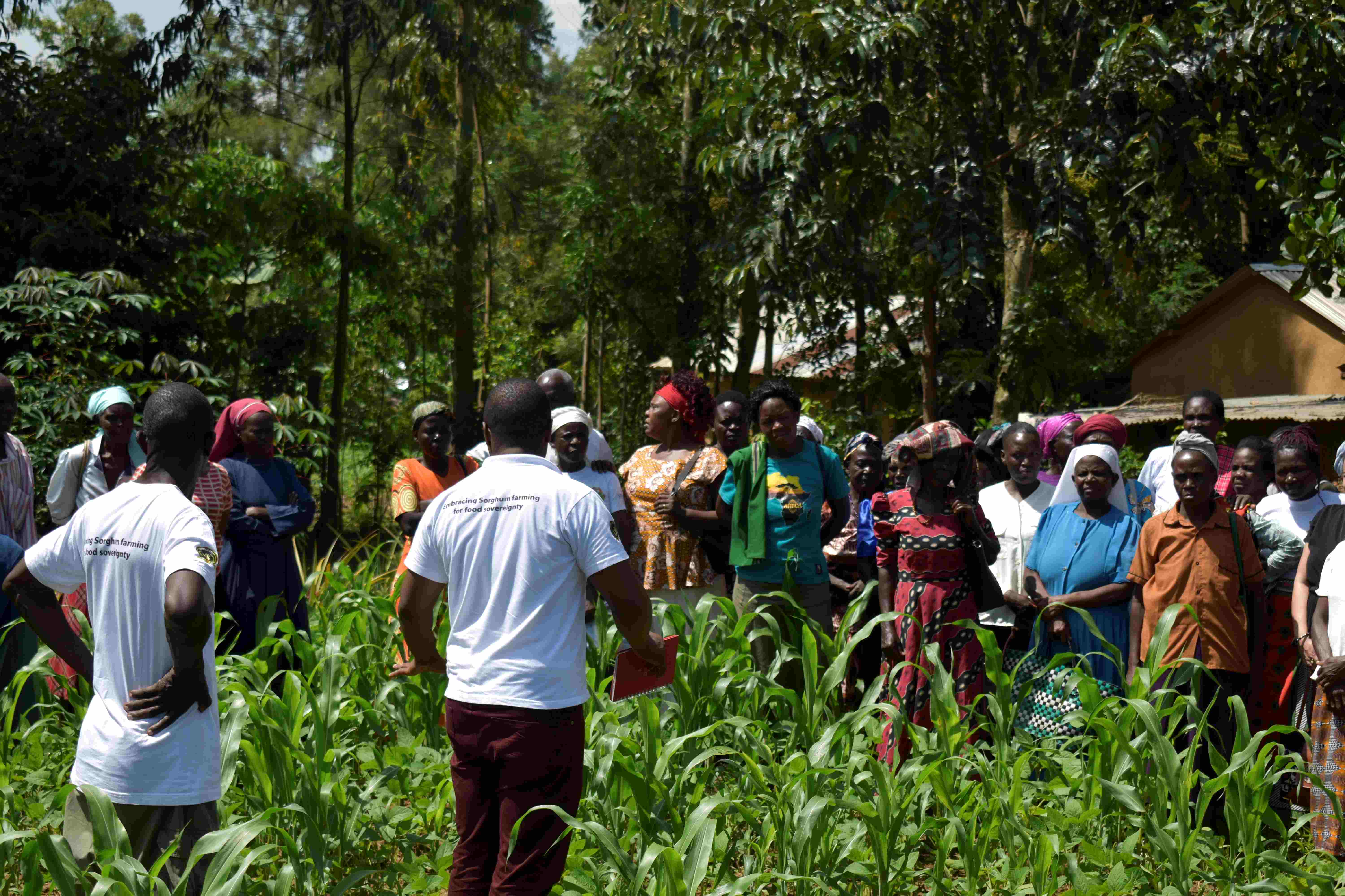 Sorghum Project